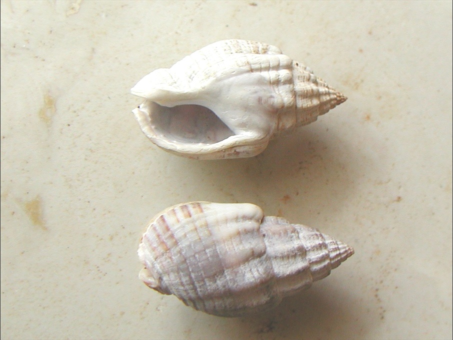 Nassariidae nel Mediterraneo